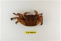 藏品(泡粒新相手蟹)的圖片